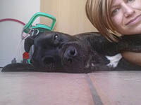 dog snuggles with owner